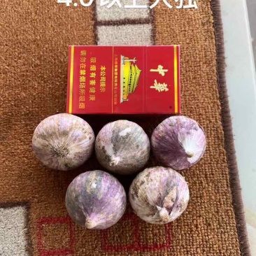 实力供应新鲜大蒜独头蒜紫皮大蒜分蒜