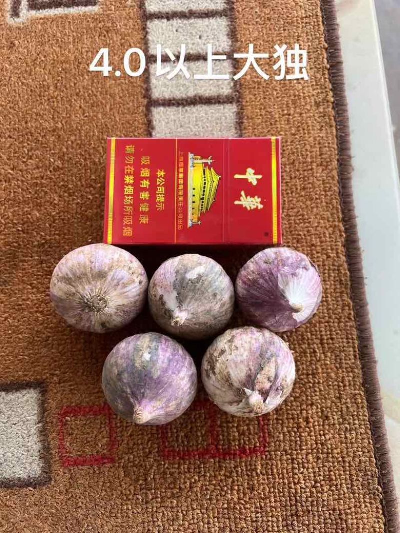 实力供应新鲜大蒜独头蒜紫皮大蒜分蒜
