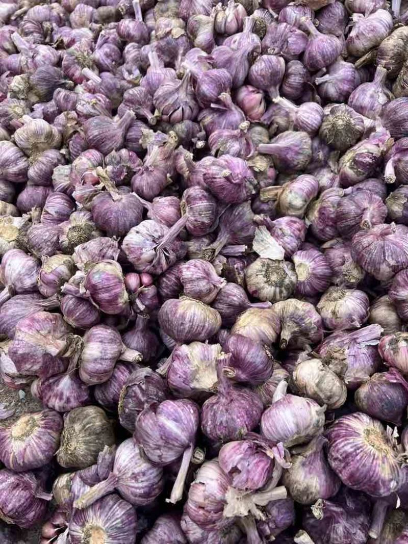 实力供应新鲜大蒜独头蒜紫皮大蒜分蒜
