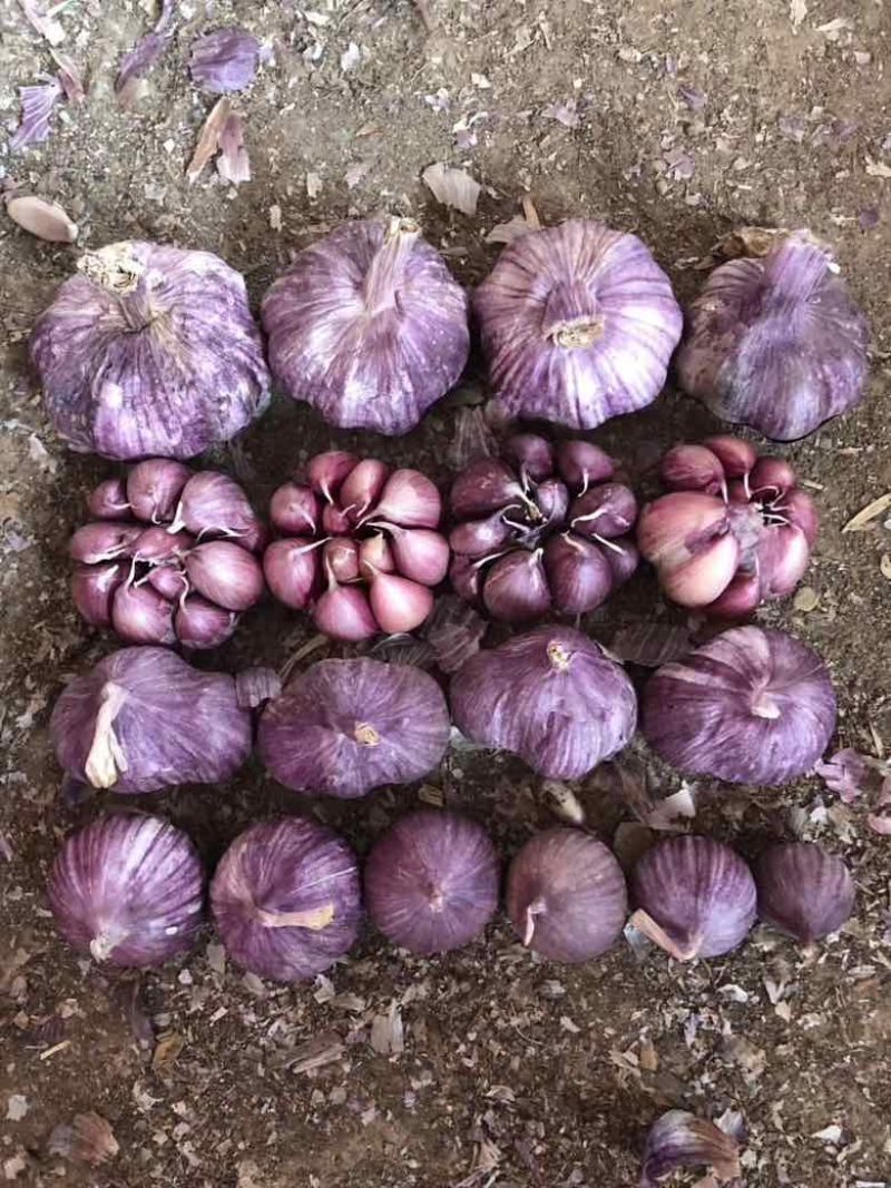 实力供应新鲜大蒜独头蒜紫皮大蒜分蒜