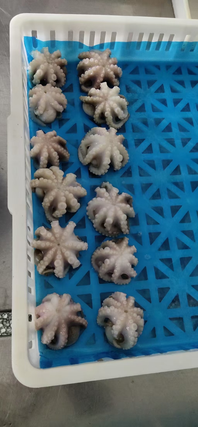 翻花三去八爪鱼