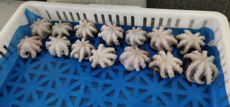 翻花三去八爪鱼