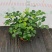 水培九里香花卉盆栽绿植浓香四季花驱蚊驱虫植物室内阳台净化空气