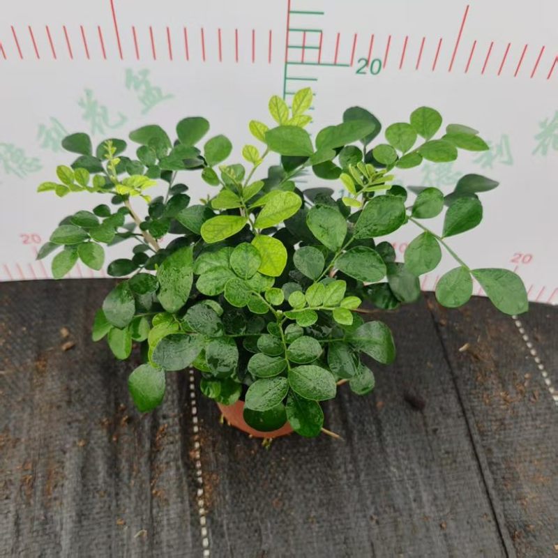 水培九里香花卉盆栽绿植浓香四季花驱蚊驱虫植物室内阳台净化空气