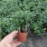水培九里香花卉盆栽绿植浓香四季花驱蚊驱虫植物室内阳台净化空气