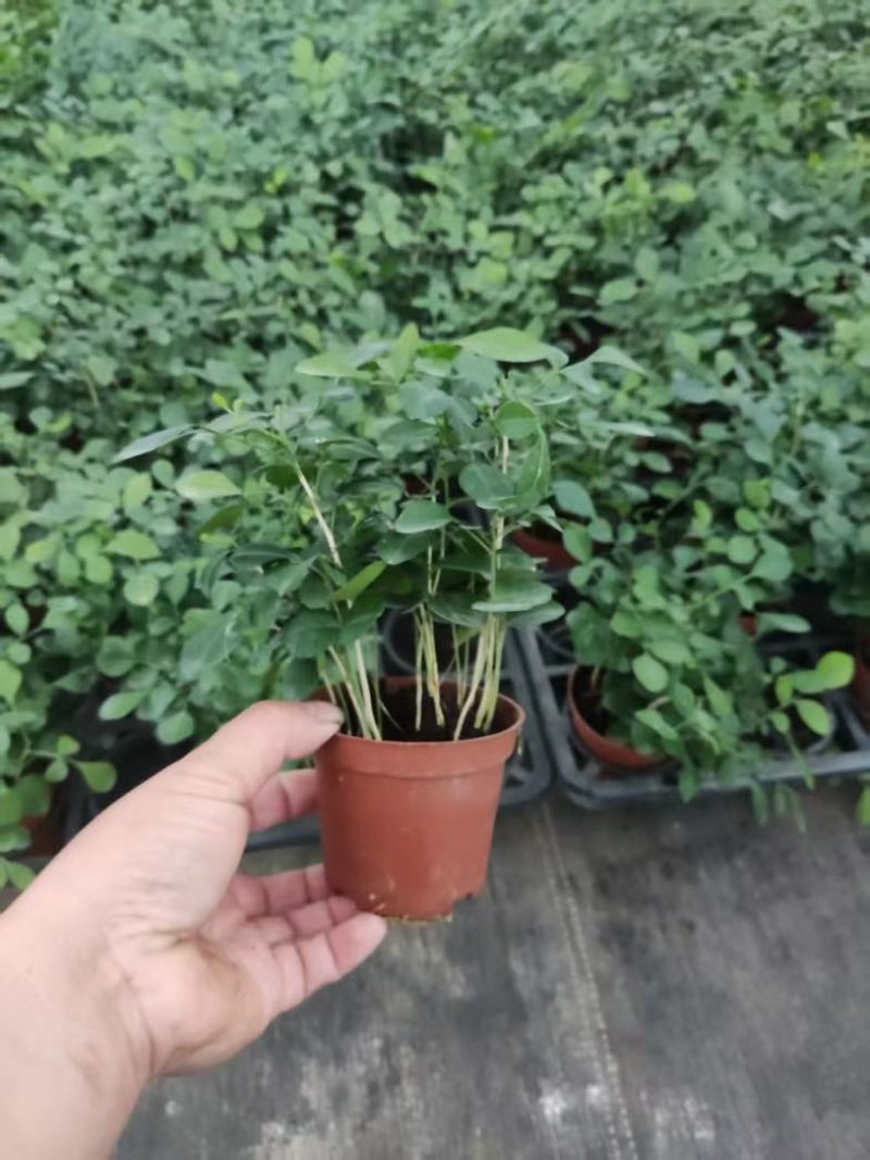 水培九里香花卉盆栽绿植浓香四季花驱蚊驱虫植物室内阳台净化空气