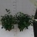 水培九里香花卉盆栽绿植浓香四季花驱蚊驱虫植物室内阳台净化空气