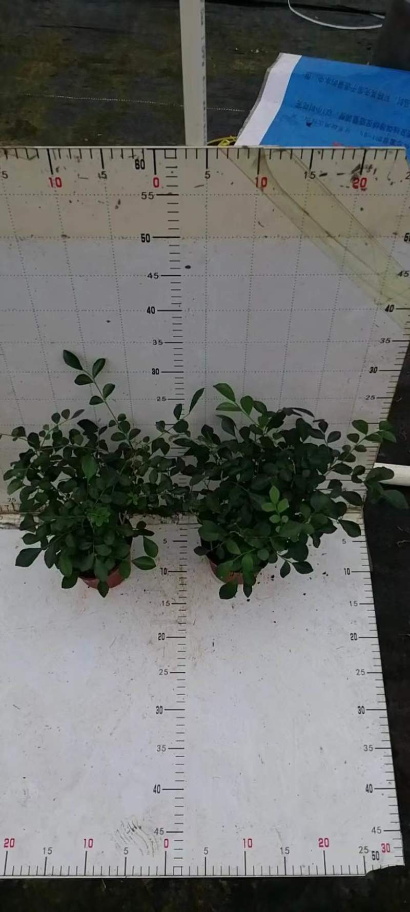 水培九里香花卉盆栽绿植浓香四季花驱蚊驱虫植物室内阳台净化空气