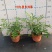 水培九里香花卉盆栽绿植浓香四季花驱蚊驱虫植物室内阳台净化空气