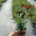 水培九里香花卉盆栽绿植浓香四季花驱蚊驱虫植物室内阳台净化空气