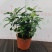 水培九里香花卉盆栽绿植浓香四季花驱蚊驱虫植物室内阳台净化空气