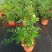水培九里香花卉盆栽绿植浓香四季花驱蚊驱虫植物室内阳台净化空气