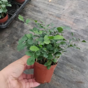 水培九里香花卉盆栽绿植浓香四季花驱蚊驱虫植物室内阳台净化空气