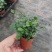 水培九里香花卉盆栽绿植浓香四季花驱蚊驱虫植物室内阳台净化空气