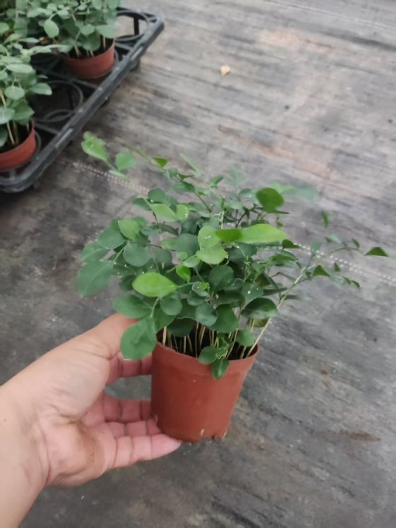 水培九里香花卉盆栽绿植浓香四季花驱蚊驱虫植物室内阳台净化空气