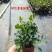 水培九里香花卉盆栽绿植浓香四季花驱蚊驱虫植物室内阳台净化空气