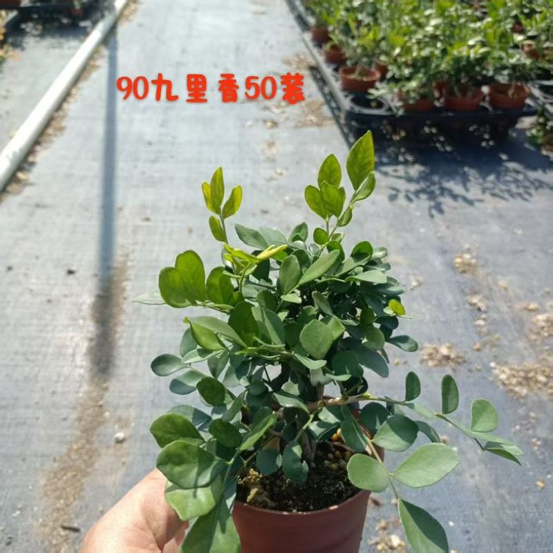 水培九里香花卉盆栽绿植浓香四季花驱蚊驱虫植物室内阳台净化空气