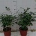 水培九里香花卉盆栽绿植浓香四季花驱蚊驱虫植物室内阳台净化空气