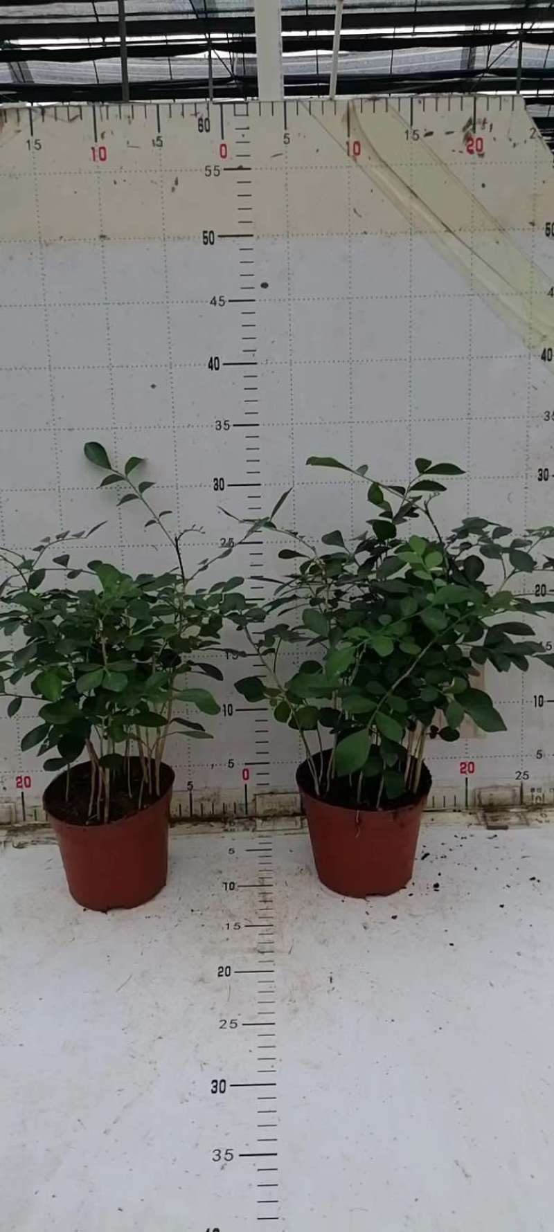 水培九里香花卉盆栽绿植浓香四季花驱蚊驱虫植物室内阳台净化空气
