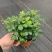 水培九里香花卉盆栽绿植浓香四季花驱蚊驱虫植物室内阳台净化空气