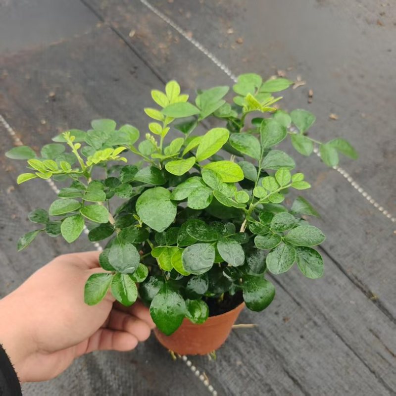 水培九里香花卉盆栽绿植浓香四季花驱蚊驱虫植物室内阳台净化空气