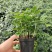 水培九里香花卉盆栽绿植浓香四季花驱蚊驱虫植物室内阳台净化空气