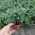 水培九里香花卉盆栽绿植浓香四季花驱蚊驱虫植物室内阳台净化空气