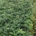 水培九里香花卉盆栽绿植浓香四季花驱蚊驱虫植物室内阳台净化空气