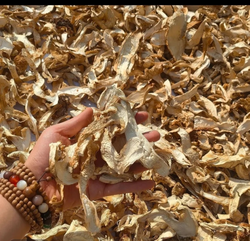 云南迪庆野生松茸干片