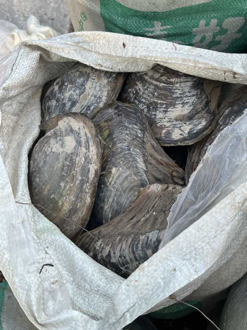 河蚌