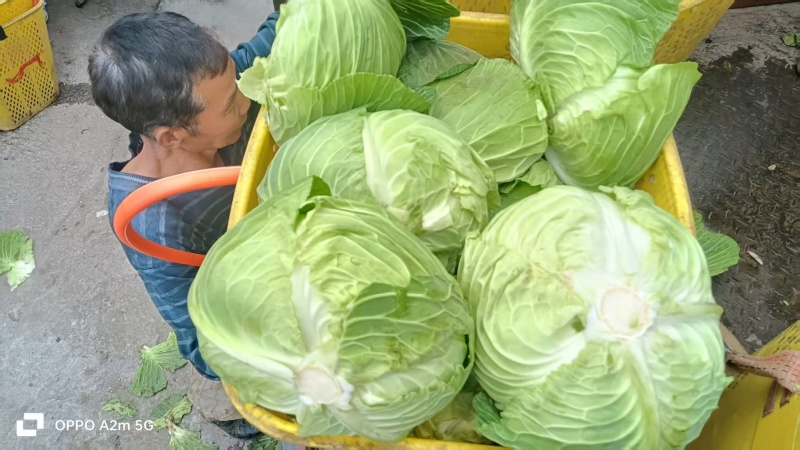 莲花白