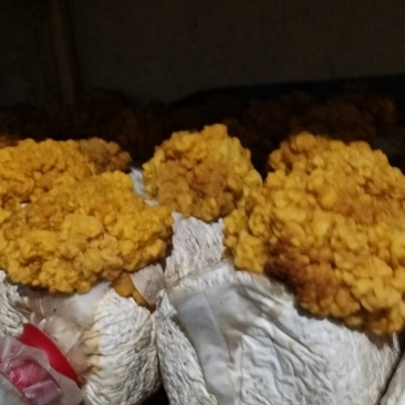 成都锦江区有j金耳菌