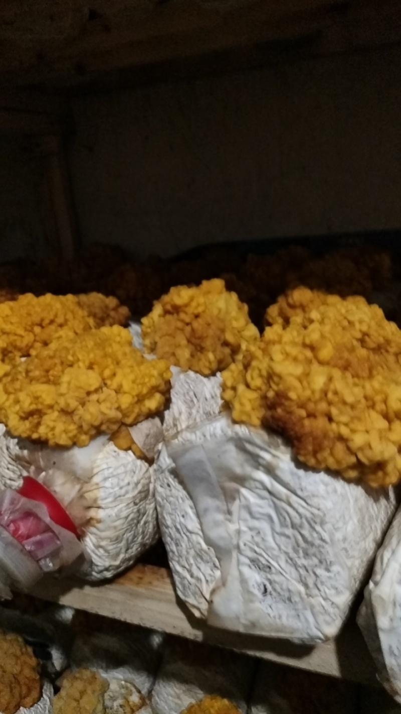 成都锦江区有j金耳菌