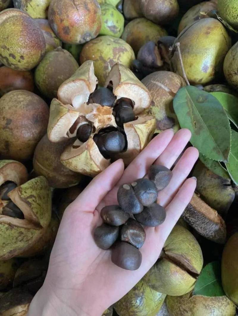 正宗山茶油一级压榨食用油茶籽油正品家用炒菜烹饪健康桶装植物油