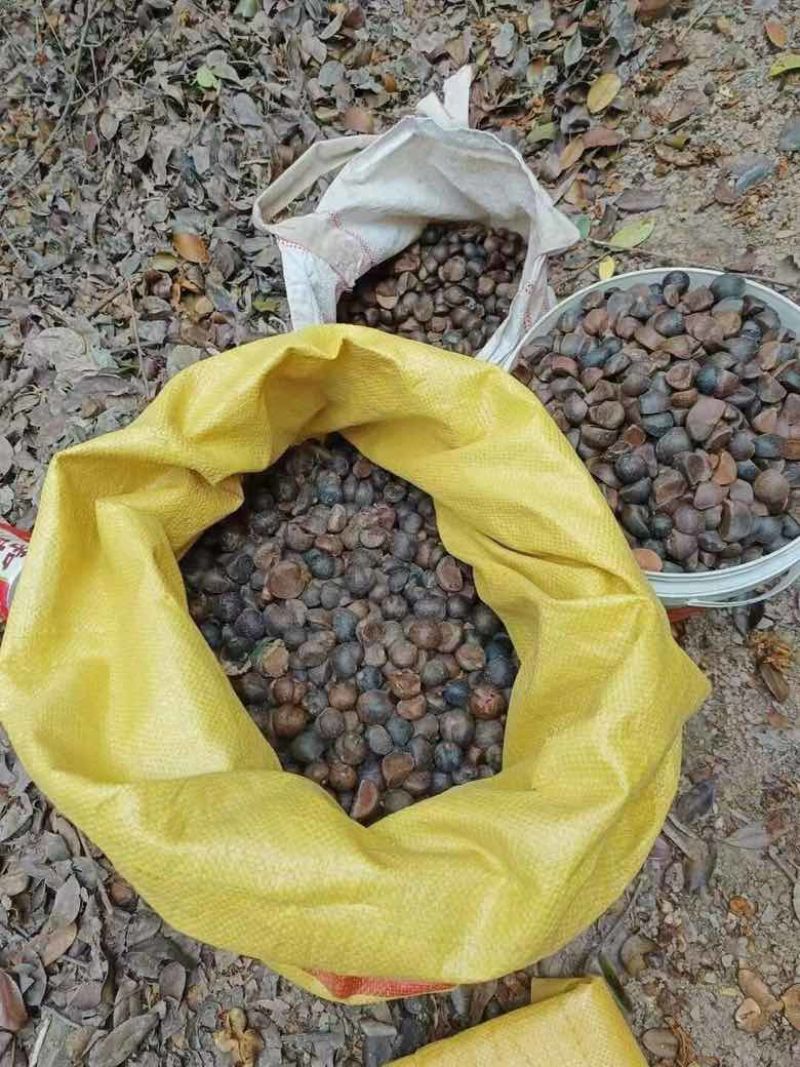 正宗山茶油一级压榨食用油茶籽油正品家用炒菜烹饪健康桶装植物油