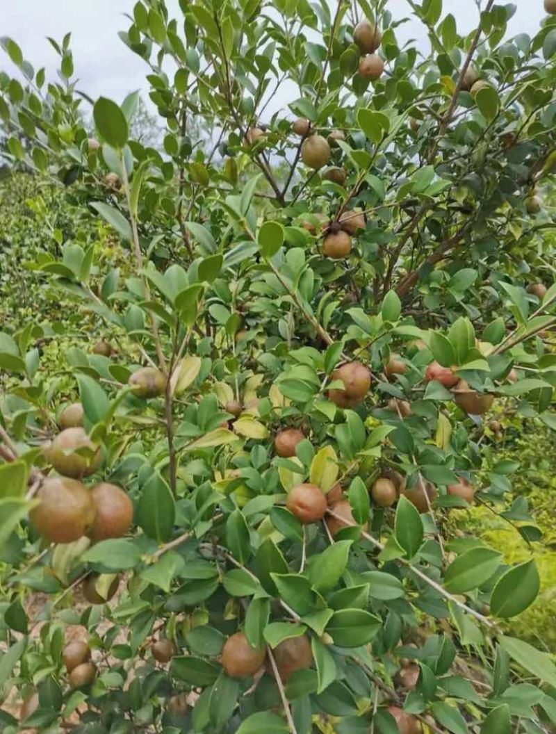 正宗山茶油一级压榨食用油茶籽油正品家用炒菜烹饪健康桶装植物油