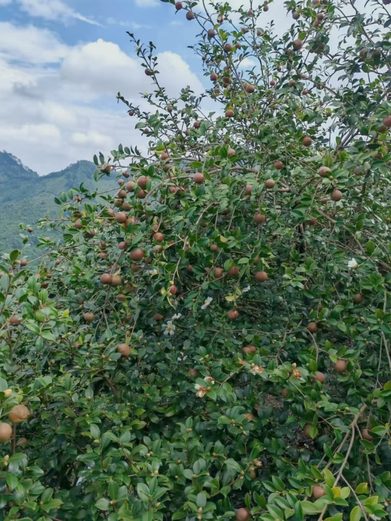 自家山茶油，欢迎老板拿货，支持一件代发，可以看样品