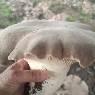 灵芝菇，地址是邯郸魏县野胡拐，欢迎各位老板咨询