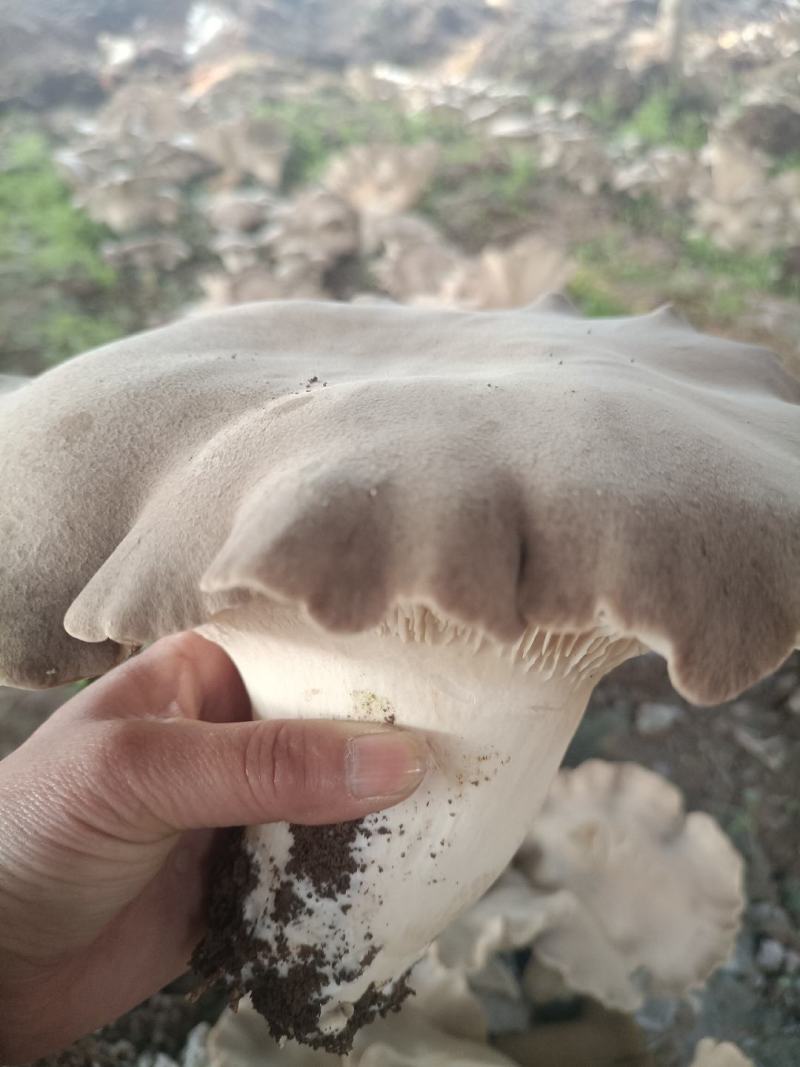灵芝菇，地址是邯郸魏县野胡拐，欢迎各位老板咨询