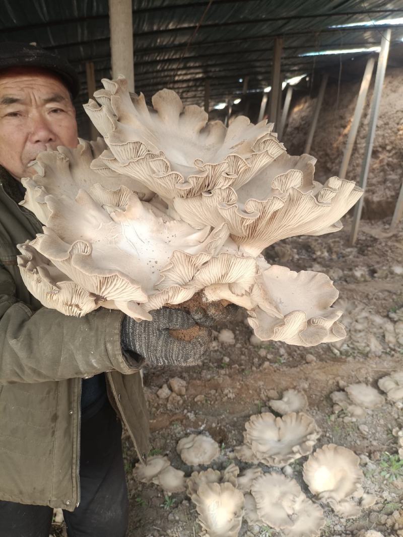 灵芝菇，地址是邯郸魏县野胡拐，欢迎各位老板咨询