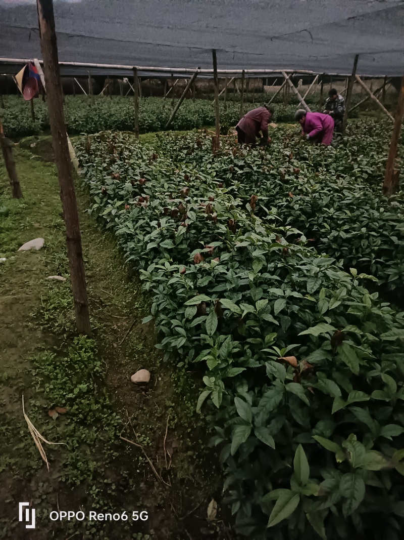草珊瑚