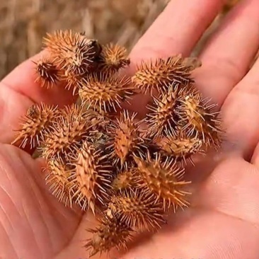 野生苍耳子