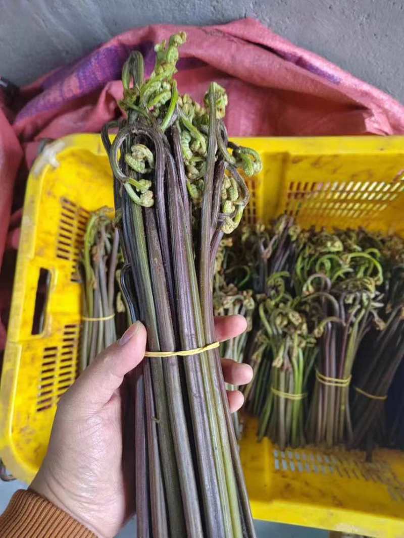 蕨菜青红蕨菜2026年1月陆续上市