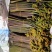 蕨菜青红蕨菜2026年1月陆续上市