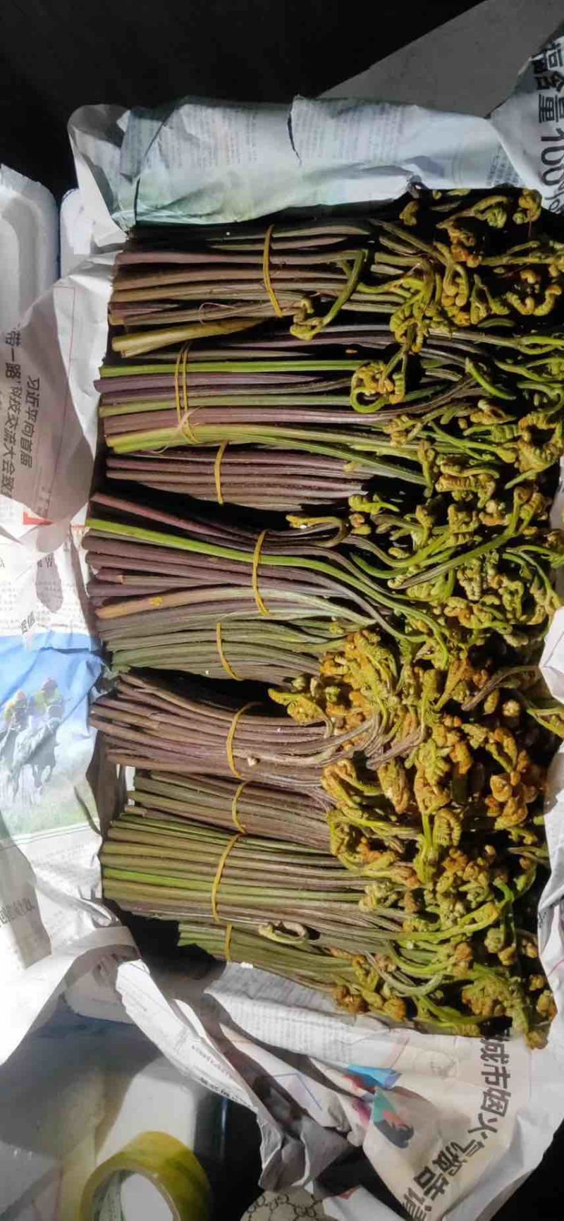 蕨菜青红蕨菜2026年1月陆续上市