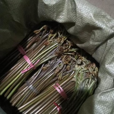 蕨菜青红蕨菜2026年1月陆续上市