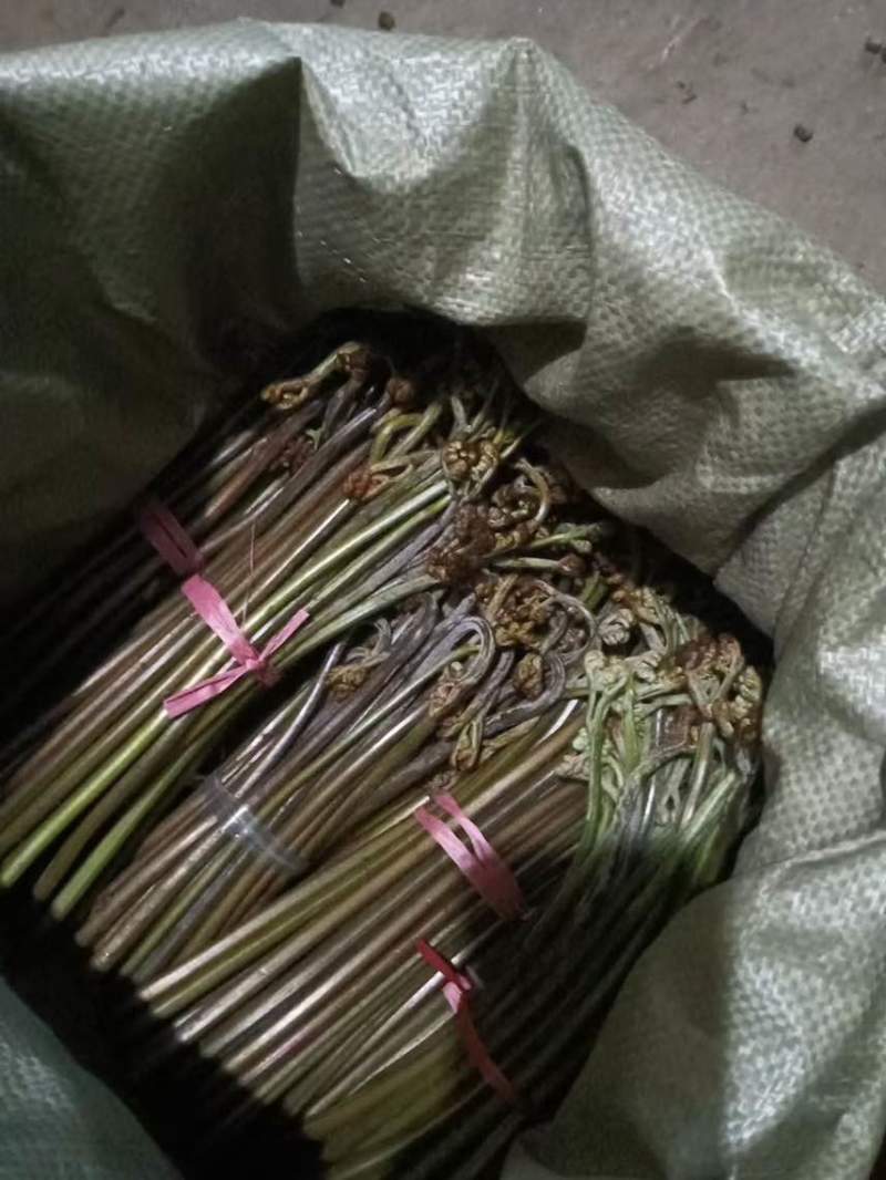 蕨菜青红蕨菜2026年1月陆续上市