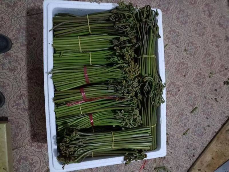 蕨菜青红蕨菜2026年1月陆续上市