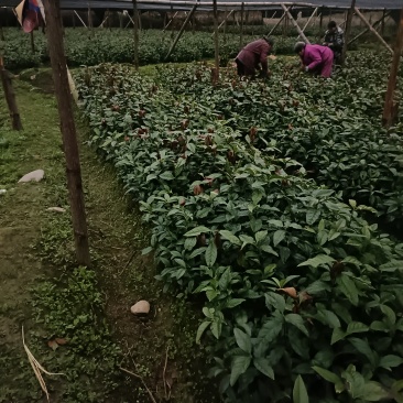 草珊瑚苗