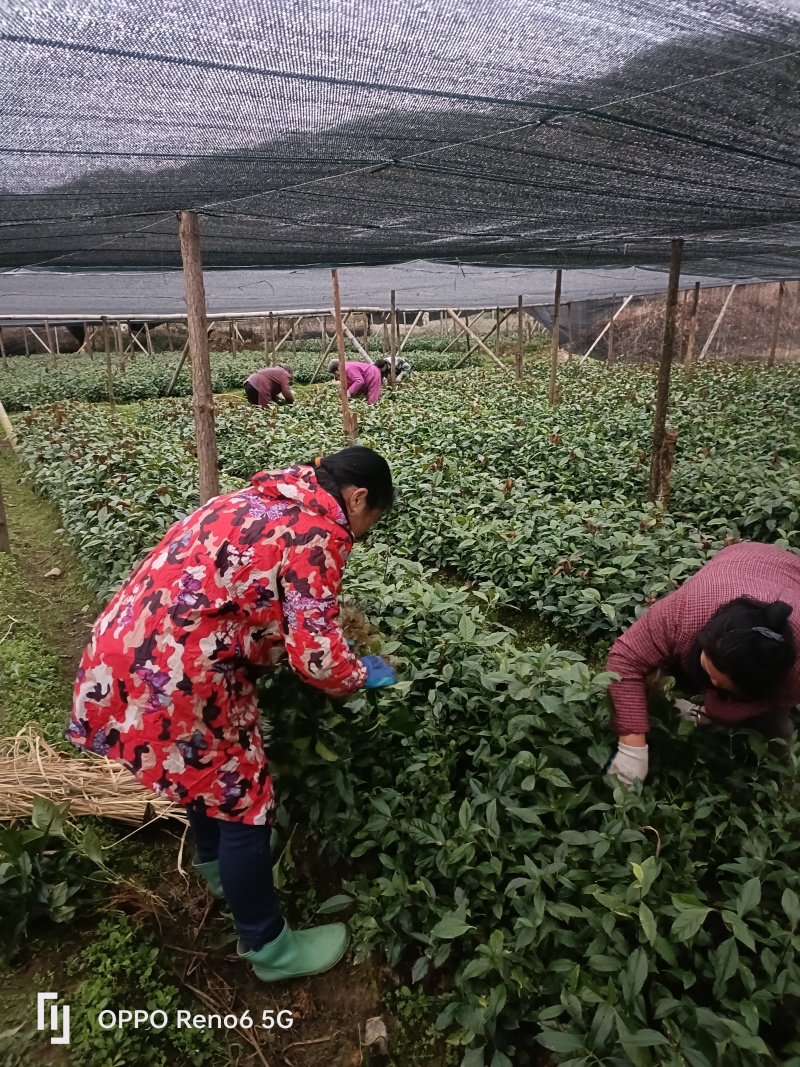 草珊瑚苗